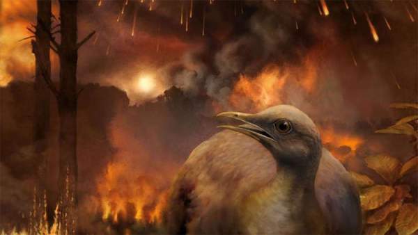 Cùng phải chịu thảm họa thiên thạch nhưng vì sao khủng long tuyệt chủng, chim thì không? 2