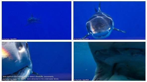 Nghiên cứu mới: Các chuyên gia bất ngờ thu được trải nghiệm bị cá mập trắng ăn 2