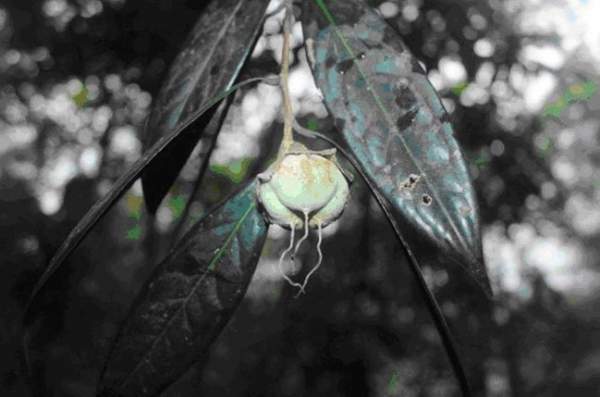 Phát hiện 2 loài trà mi hoa vàng cho khoa học tại Vườn quốc gia Vũ Quang 3