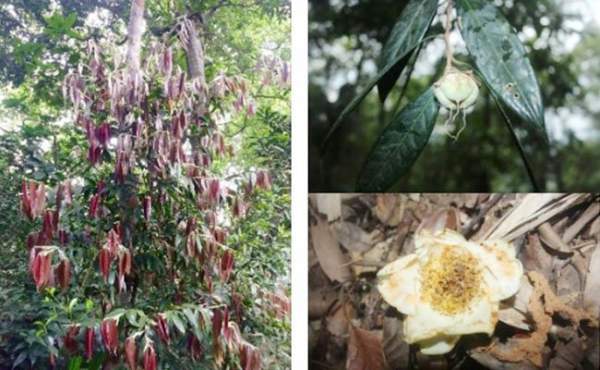 Phát hiện 2 loài trà mi hoa vàng cho khoa học tại Vườn quốc gia Vũ Quang 2