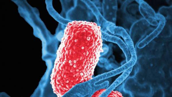 Vi khuẩn vô hại trong ruột biến thành dạng ăn thịt người, giết chết 5 bệnh nhân Trung Quốc 2