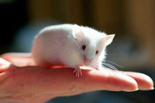 Sự thật khó tin: Một đôi chuột thí nghiệm có thể đắt ngang một chiếc xe hơi tiền tỉ 3