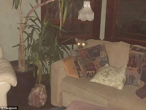 Trở về nhà và bất ngờ phát hiện... sư tử đang ngủ trên ghế sofa 2