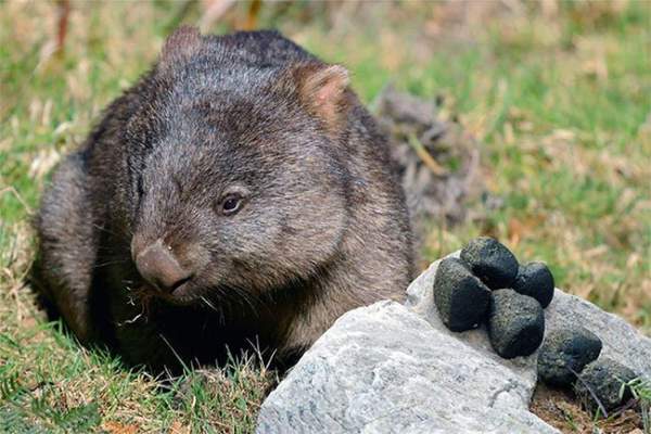 Bạn có biết: Phân của gấu túi Wombat có hình vuông và đây là lý do 4