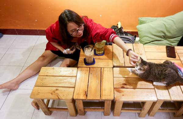 Khách thích thú chơi đùa trong quán cà phê nuôi đầy mèo hoang ở Sài Gòn 6