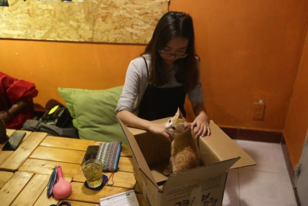 Khách thích thú chơi đùa trong quán cà phê nuôi đầy mèo hoang ở Sài Gòn 11