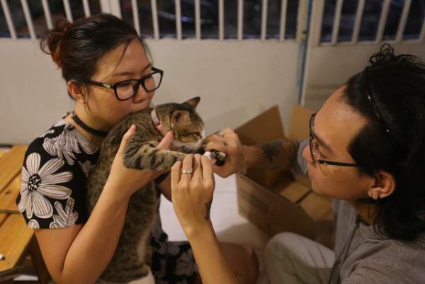 Khách thích thú chơi đùa trong quán cà phê nuôi đầy mèo hoang ở Sài Gòn 7