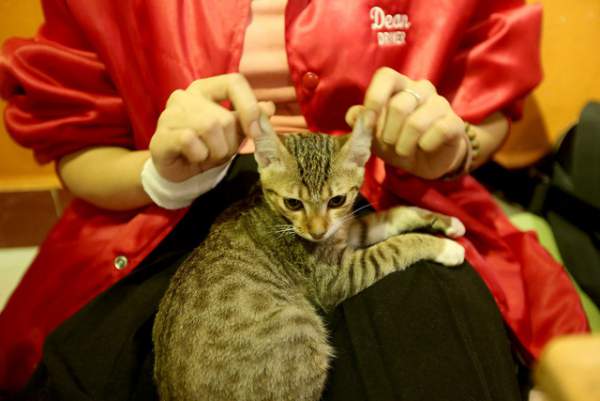 Khách thích thú chơi đùa trong quán cà phê nuôi đầy mèo hoang ở Sài Gòn 4