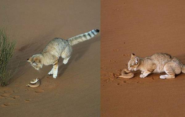 Những sự thật ít người biết về sa mạc Sahara 7