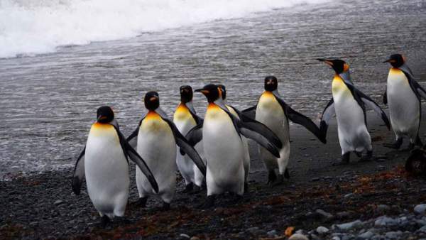 Vương quốc chim cánh cụt lớn nhất thế giới sụp đổ một cách bí ẩn 4