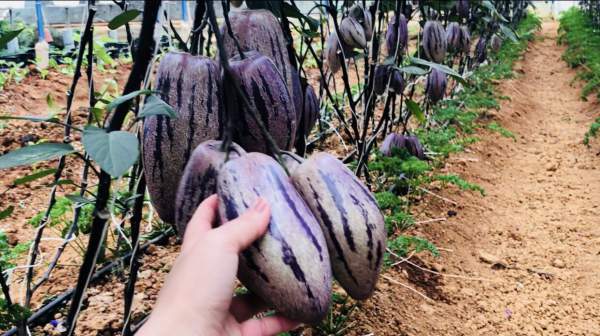 Phát “sốt” với vườn dưa pepino tím sai trĩu quả ở Đà Lạt 3