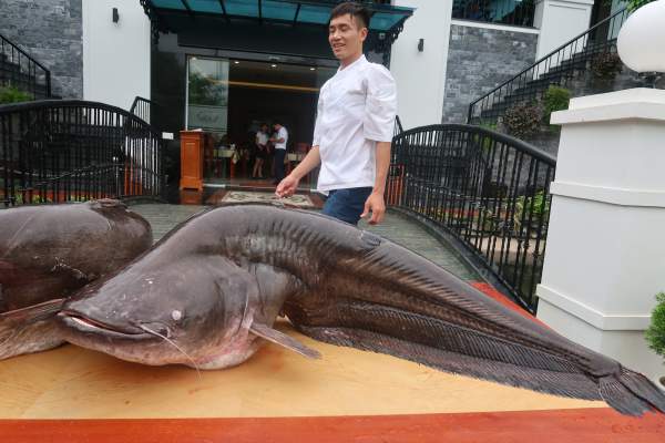 Choáng với cặp cá leo “khủng” nặng hơn 1 tạ xuất hiện ở Bắc Ninh 3