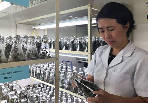Nữ tiến sĩ Việt tách chất tăng cường sinh lực từ cây thuốc 2