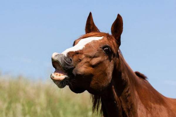 Tiếng "khịt mũi" của loài ngựa ẩn chứa cảm xúc vui vẻ của chúng? 2