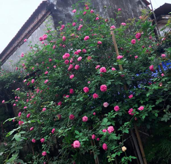 Ngỡ ngàng với ngôi nhà hoa hồng đẹp như cổ tích của ông bố trẻ ở Hưng Yên 8
