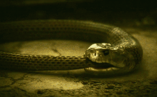 "Tự sát" bằng cách ăn chính mình - bí ẩn kinh dị ở loài rắn đã có lời giải! 2