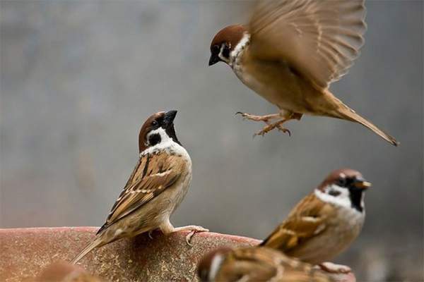 Chim sẻ đã tiến hóa như thế nào trong xã hội loài người? 2