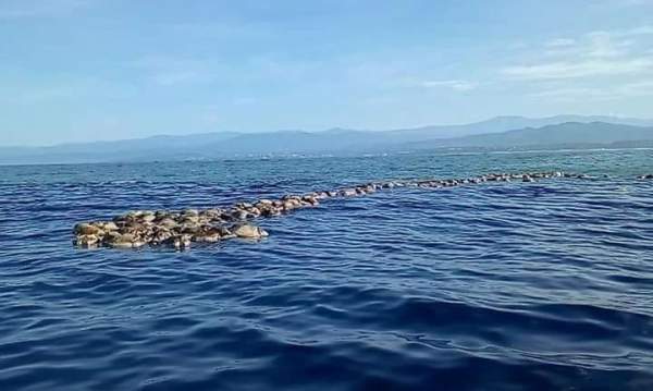 Phát hiện hàng trăm rùa biển Golfinas chết trôi tại bờ biển Mexico 2