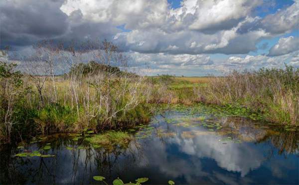 Loài siêu trăn trỗi dậy đe dọa môi trường sống con người ở Florida 3