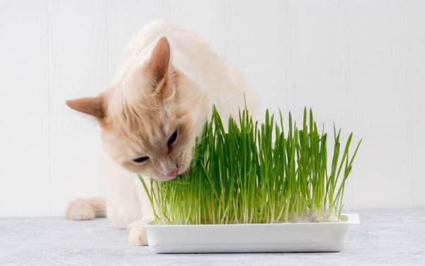 Là động vật ăn thịt nhưng tại sao nhiều boss mèo lại thích ăn cỏ? 3