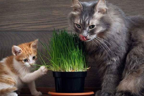 Là động vật ăn thịt nhưng tại sao nhiều boss mèo lại thích ăn cỏ? 4