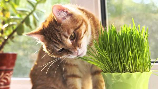 Là động vật ăn thịt nhưng tại sao nhiều boss mèo lại thích ăn cỏ? 2
