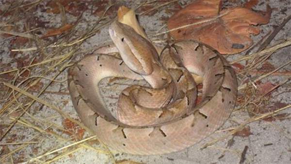 Loài rắn cực độc nhìn tưởng cành cây khô ở Việt Nam 3
