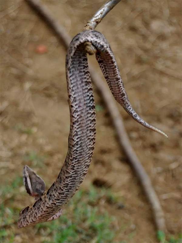 Loài rắn cực độc nhìn tưởng cành cây khô ở Việt Nam 4