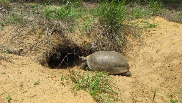 Báo động khẩn: Hơn 60% loài rùa trên hành tinh sắp bị tuyệt chủng 2