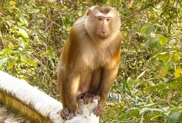 Khám phá loài khỉ có đuôi như lợn, vô cùng quý hiếm ở Việt Nam 3