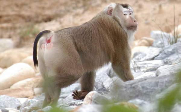 Khám phá loài khỉ có đuôi như lợn, vô cùng quý hiếm ở Việt Nam 7
