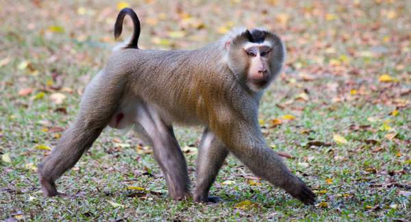 Khám phá loài khỉ có đuôi như lợn, vô cùng quý hiếm ở Việt Nam 6
