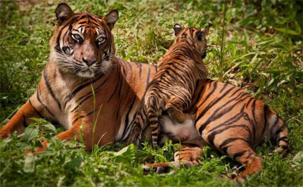 Hổ Nepal đang hồi sinh, số lượng tăng gấp đôi chỉ trong chưa đầy 1 thập kỷ 2