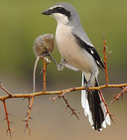 Loài chim dễ thương có sở thích cực kỳ kinh dị: Ghim xác con mồi lên cây gai 2