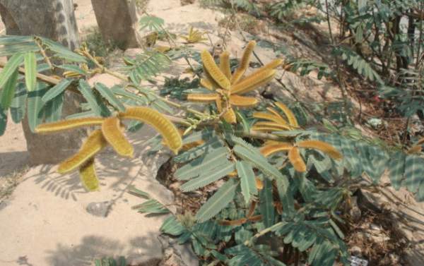 Loài cây có độc gây chết người mọc nhiều ở Việt Nam 7