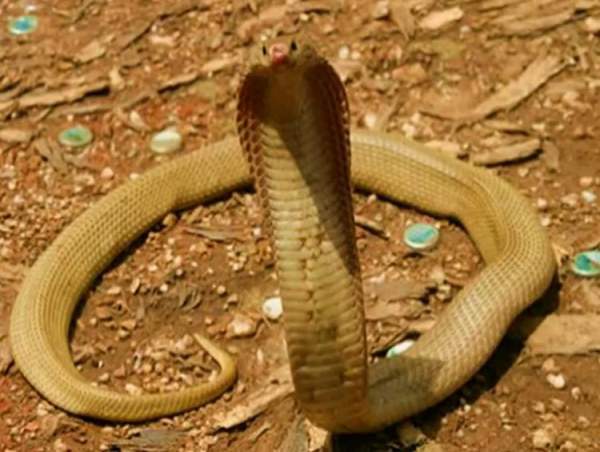 Những loài rắn độc nhất thế giới 4
