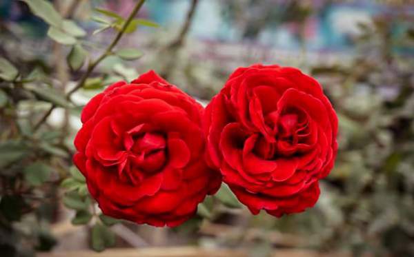Chuyên gia "mách" cách để hoa hồng nở rộ đúng ngày Tết 5