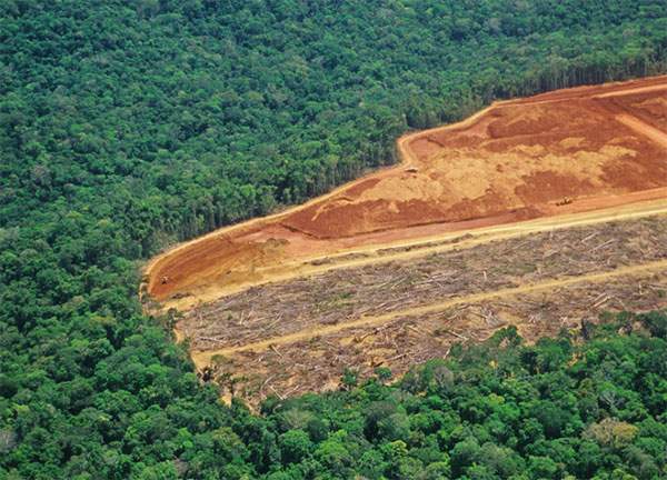 Rừng Amazon đang bị hủy diệt với tốc độ chưa từng thấy trong 10 năm qua 2