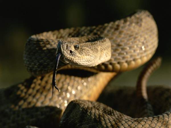 Những loài rắn độc nhất thế giới 3