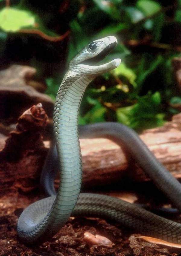 Những loài rắn độc nhất thế giới 7
