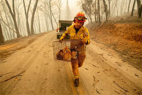 44 người chết, cháy rừng ở California chưa bao giờ kinh hoàng đến thế 14