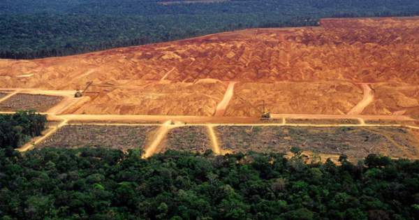 Rừng Amazon đang bị hủy diệt với tốc độ chưa từng thấy trong 10 năm qua 3
