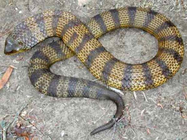 Những loài rắn độc nhất thế giới 9