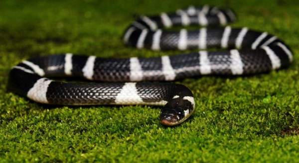 Những loài rắn độc nhất thế giới 5