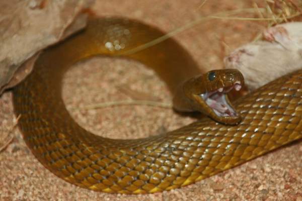 Những loài rắn độc nhất thế giới 2