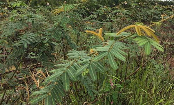 Loài cây có độc gây chết người mọc nhiều ở Việt Nam 5