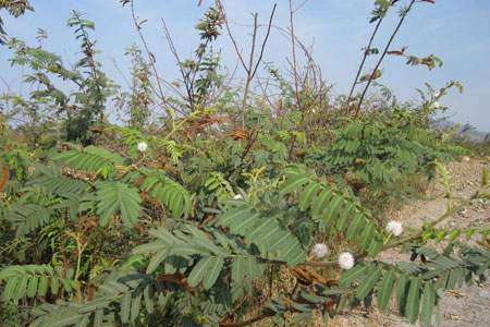 Loài cây có độc gây chết người mọc nhiều ở Việt Nam 6