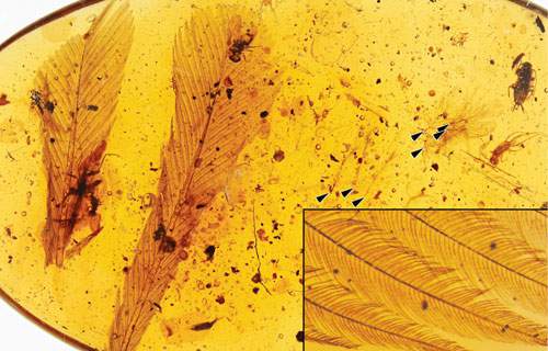 Lông đuôi chim tiền sử mắc kẹt 100 triệu năm trong hổ phách 2