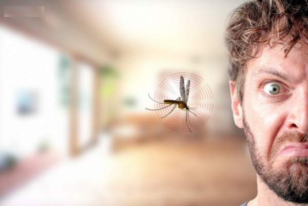 Những sự thật thú vị về loài muỗi 8