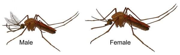 Những sự thật thú vị về loài muỗi 2